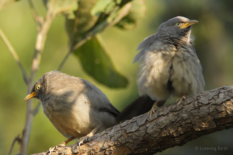 Jungle Babblers